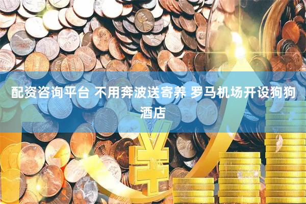 配资咨询平台 不用奔波送寄养 罗马机场开设狗狗酒店