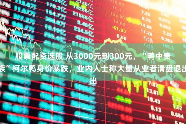 股票配资选股 从3000元到300元，“鸭中贵族”柯尔鸭身价暴跌，业内人士称大量从业者清盘退出